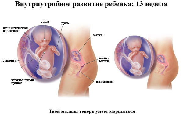 1 триместр беременности анализы. Список по неделям, таблица, какие сдавать