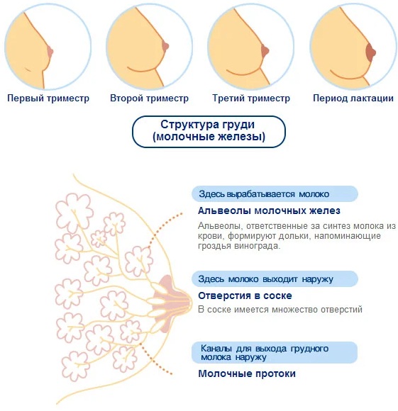 10 недель беременности. Фото живота, развитие плода, ощущения женщины, что происходит