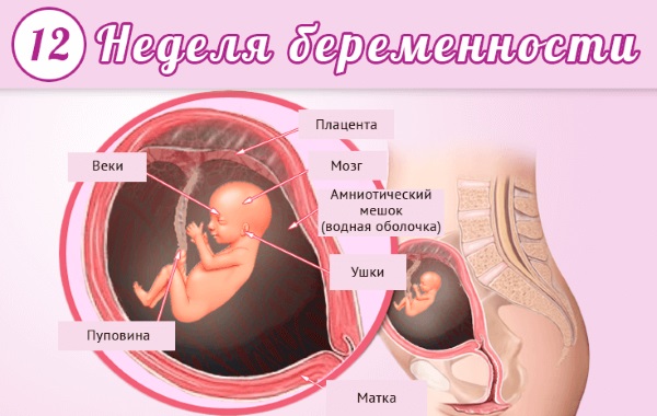 12 недель беременности. Фото живота, плода, УЗИ, что происходит, можно ли узнать пол ребёнка