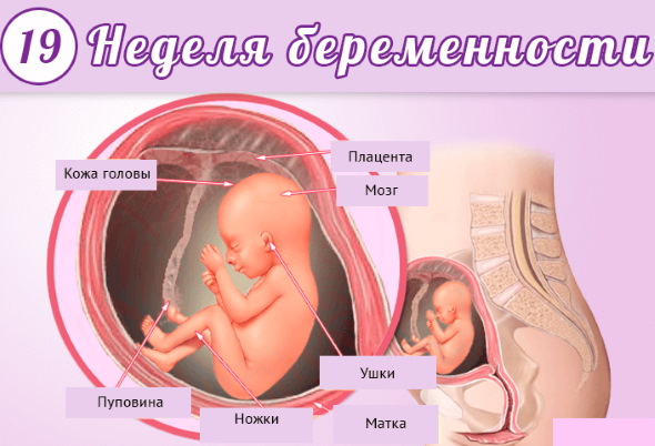 19 неделя беременности. Фото, как часто должен шевелиться ребенок, что происходит с мамой, малышом, размер плода