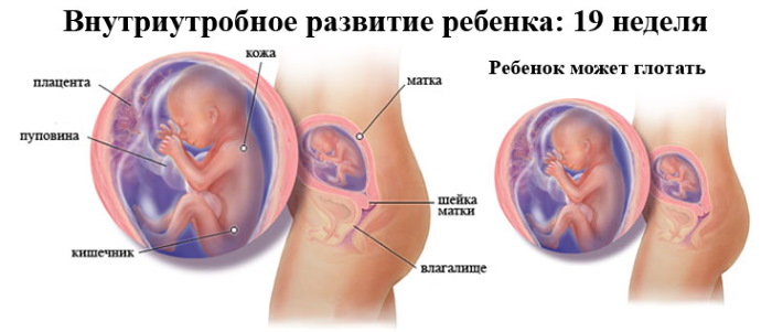 19 неделя беременности. Фото, как часто должен шевелиться ребенок, что происходит с мамой, малышом, размер плода