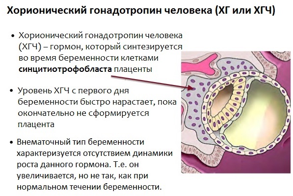 2 недели беременности от зачатия. Признаки и ощущения, что происходит, фото плода