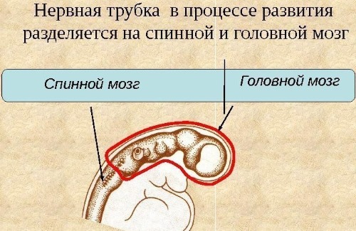 Второй скрининг при беременности. Во сколько недель лучше делать, что показывает. Расшифровка