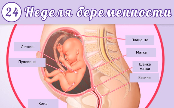24 неделя беременности. Развитие плода, вес, рост, фото животов, что происходит