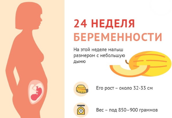 24 неделя беременности. Развитие плода, вес, рост, фото животов, что происходит