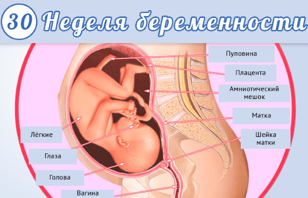 30 неделя беременности. Развитие плода и ощущения, вес, рост, что происходит с малышом, мамой. Фото живота, УЗИ
