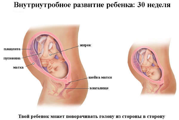 30 неделя беременности. Развитие плода и ощущения, вес, рост, что происходит с малышом, мамой. Фото живота, УЗИ