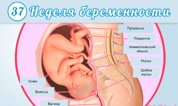 36-37 недель беременности. Что происходит с малышом и мамой, вес и рост ребенка, фото на УЗИ, если каменеет, тянет живот