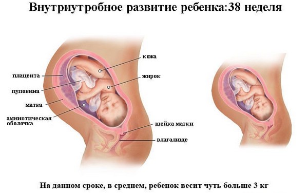 38 неделя беременности. Признаки приближающихся родов, что происходит с плодом, что чувствует женщина, развитие плода