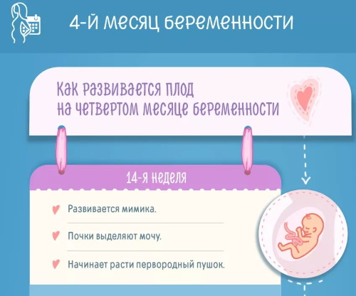 4 месяц беременности. Фото живота, ощущения, развитие плода, размер ребенка, что происходит