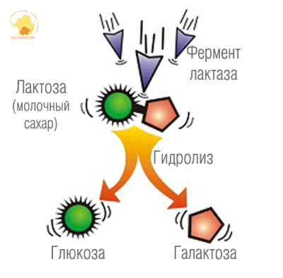 Симптомы и лечение лактазной недостаточности у грудничка