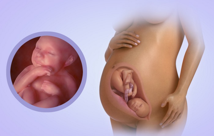 Акушерский срок (неделя) беременности. Как считается, сколько это дней, разница с фактической, ЭКО, УЗИ, скрининг