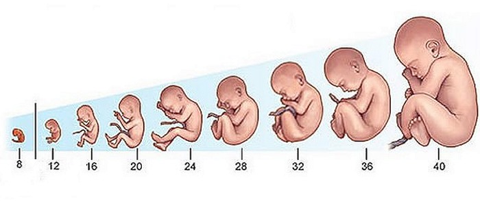 Акушерский срок (неделя) беременности. Как считается, сколько это дней, разница с фактической, ЭКО, УЗИ, скрининг