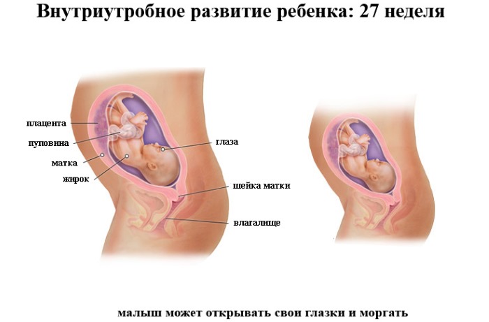 Акушерский срок (неделя) беременности. Как считается, сколько это дней, разница с фактической, ЭКО, УЗИ, скрининг