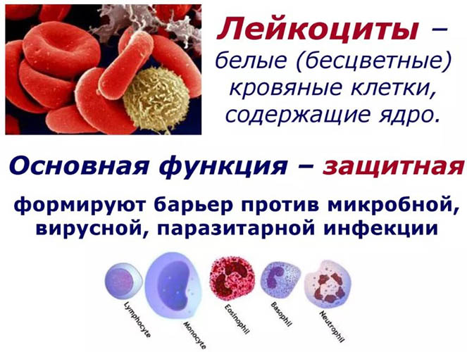 Бак посев (мазок) из цервикального канала при беременности: для чего