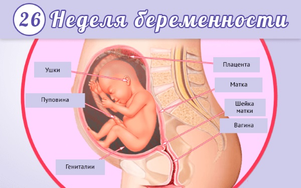 Беременность 26 недель. Развитие плода, вес, рост, фото, ощущения женщины, что нужно знать
