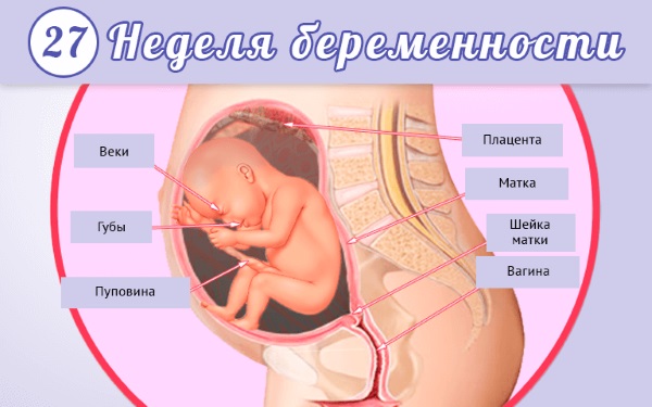 Беременность 27 недель. Развитие плода, ощущения женщины, что происходит, фото на УЗИ