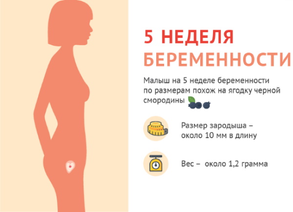 Беременность 5 акушерских недель. Что происходит, УЗИ, размер, развитие плода, ощущения беременной