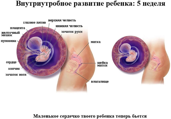 Беременность 5 акушерских недель. Что происходит, УЗИ, размер, развитие плода, ощущения беременной