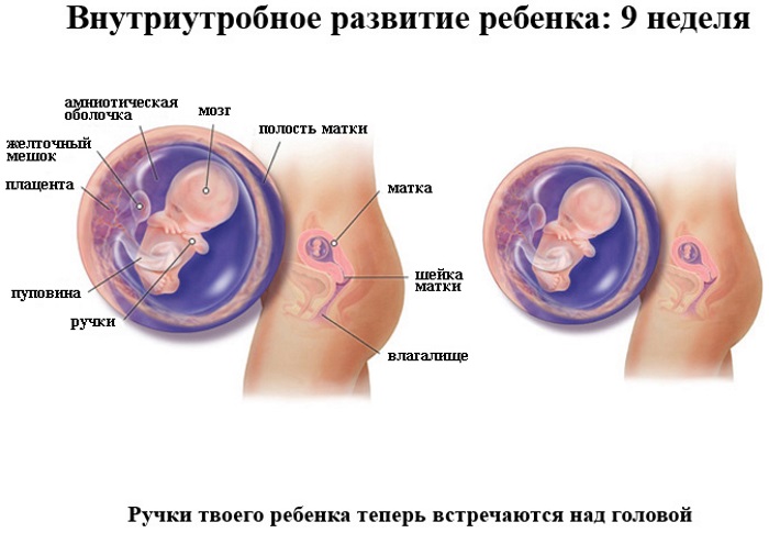 Беременность 9 неделя акушерская. Ощущения, выделения, токсикоз, фото плода, что происходит