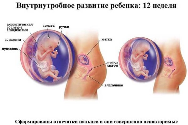 Беременность по месяцам. Фото живота, размеры, особенности роста и вынашивания плода