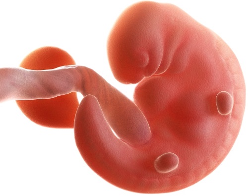 Беременность по месяцам. Фото живота, размеры, особенности роста и вынашивания плода