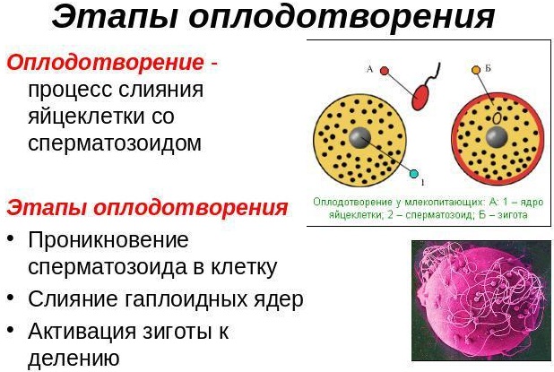 Беременность по неделям. Развитие плода и ощущения женщины. Вес и рост, как зарождается, дышит, питается, почему икает ребенок