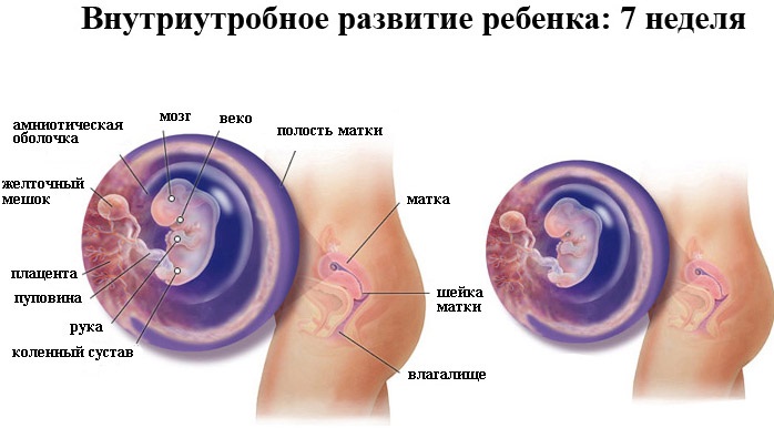Беременность по неделям. Развитие плода и ощущения женщины. Вес и рост, как зарождается, дышит, питается, почему икает ребенок