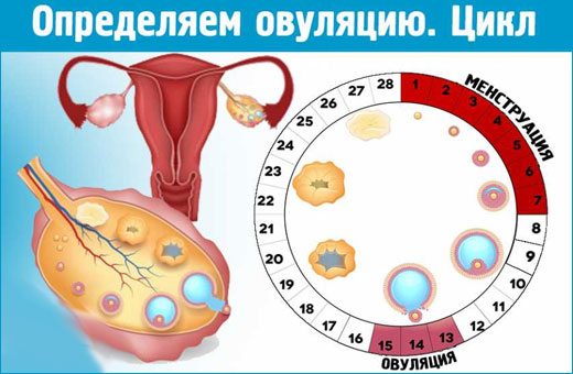 Признаки беременности на ранних сроках, до задержки, многоплодная, внематочная, двойней, замершая, осложнения