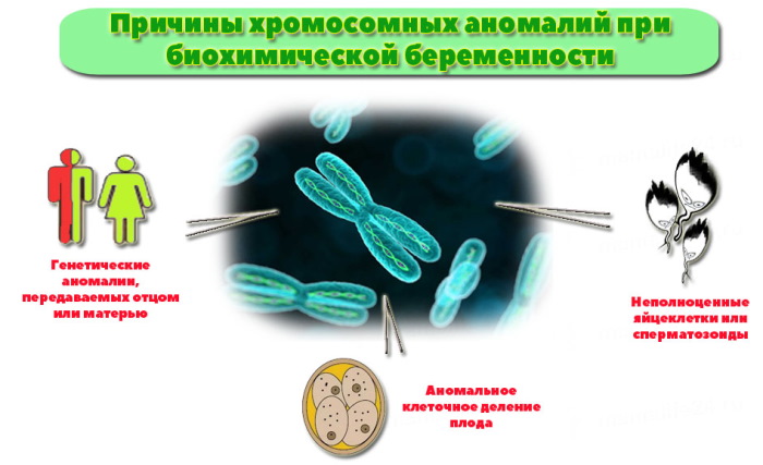 Биохимическая беременность. Что это такое при ЭКО, причины, ХГЧ, может ли перерасти в нормальную, признаки