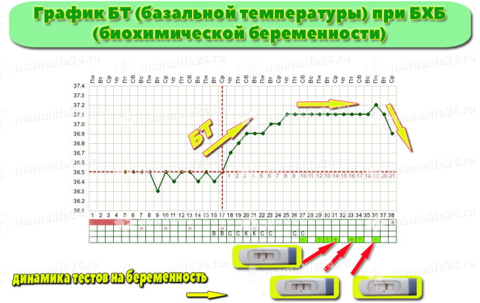 Биохимическая беременность. Что это такое при ЭКО, причины, ХГЧ, может ли перерасти в нормальную, признаки
