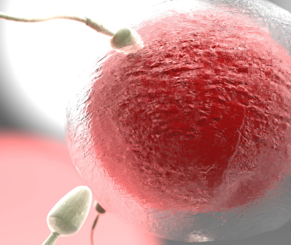 Биохимическая беременность. Что это такое при ЭКО, причины, ХГЧ, может ли перерасти в нормальную, признаки