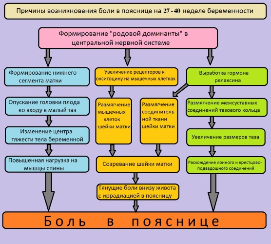 Боль в пояснице при беременности в первом, втором, третьем триместре. Лечение