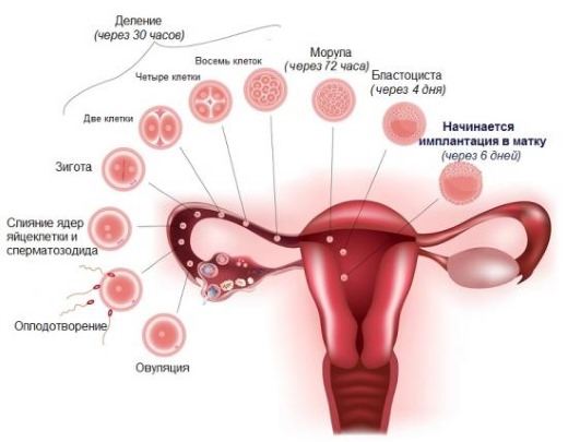 Боли внизу живота при беременности на ранних сроках: бывают ли после эко, ночью. Ноющие, периодические, тянущие ощущения, как при месячных. Причины и лечение