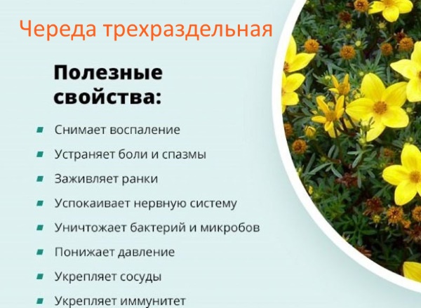 Бруснивер от отеков при беременности. Отзывы