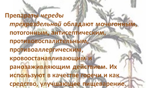 Череда: лечебные свойства, состав, показания и противопоказания. Польза для детей, мужчин, женщин, при беременности, использование в народной медицине