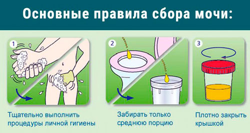 Динамика ХГЧ при беременности по дням, неделям от зачатия, после ЭКО. Расчет