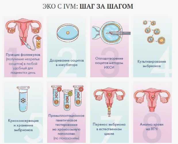 Двурогая матка и беременность. Что это такое, причины у женщин, как выглядит, что значит, плохо ли, можно ли забеременеть
