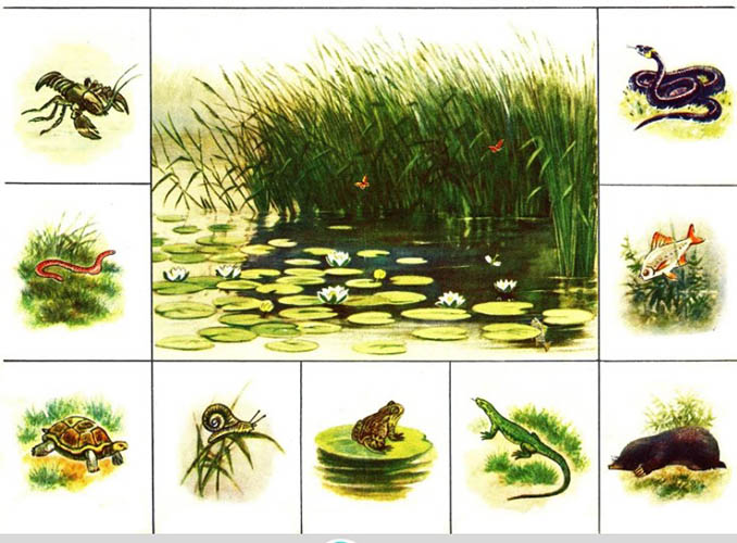 Экологическое воспитание дошкольников в детском саду, ДОУ