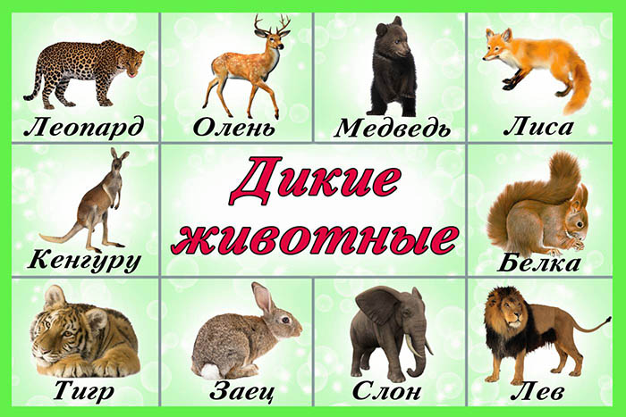 Экологическое воспитание дошкольников в детском саду, ДОУ