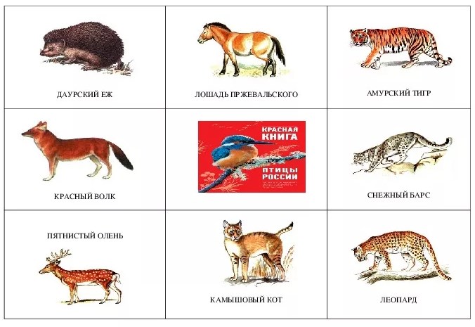 Экологическое воспитание дошкольников в детском саду, ДОУ