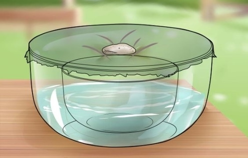 Эксперименты для детей в домашних условиях, детском саду для дошкольников, школьников 4-6 класс с водой и другие