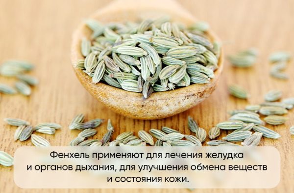 Фенхель при грудном вскармливании для мамы