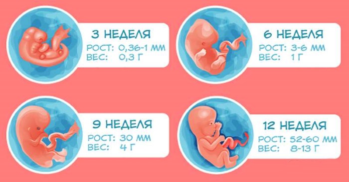 Фото эмбриона по неделям беременности: размеры, этапы развития, описание