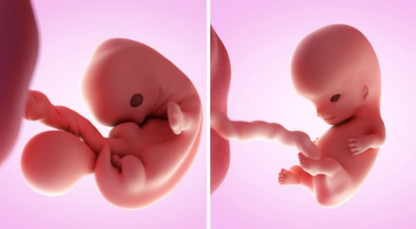 Фото эмбриона по неделям беременности: размеры, этапы развития, описание