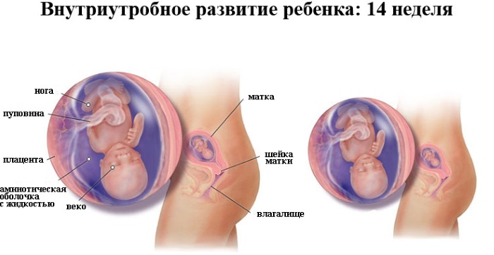 Фото эмбриона по неделям беременности: размеры, этапы развития, описание