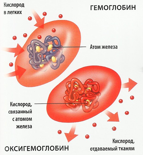 Норма гемоглобина у ребенка. Низкий, повышенный. Причины, как поднять до года и старше