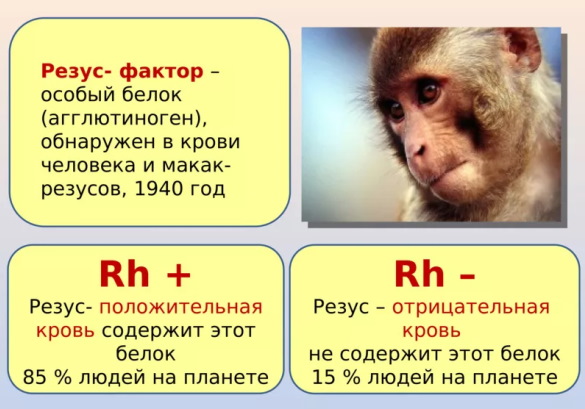 Группа крови у ребенка от родителей. Таблица с резус-фактором, расчет, как передается, совместимость