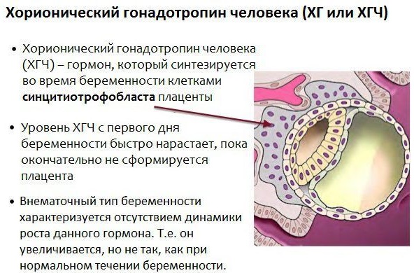 ХГЧ при беременности: норма, таблица от зачатия по дням. Расшифровка анализа крови, как растет уровень. Показатель после ЭКО