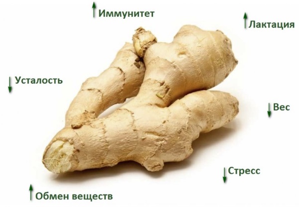 Имбирь при грудном вскармливании можно ли?